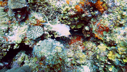 Marine treasures in Belize.